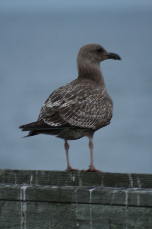 a small bird standing on top of a brick wall