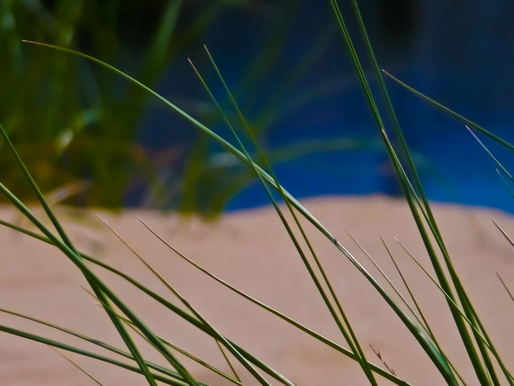 a sand dune with grass next to water