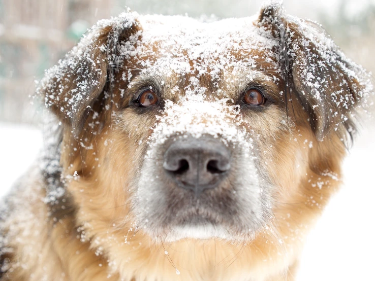 a close up of a large dog covered in snow