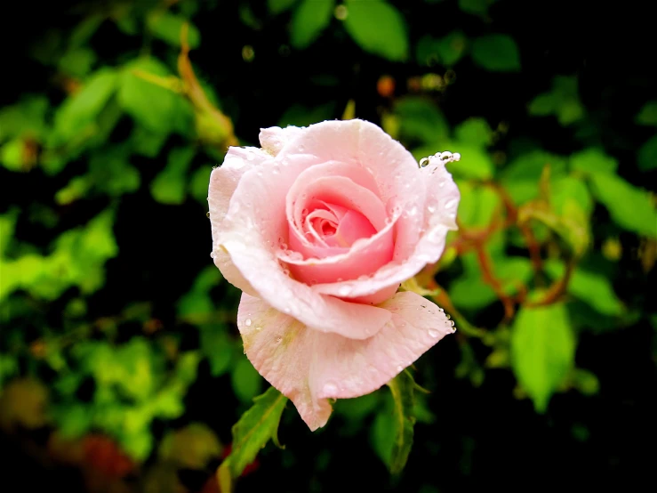 a pink flower with some green leaves behind it