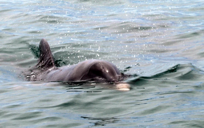 the face of an animal swims across water