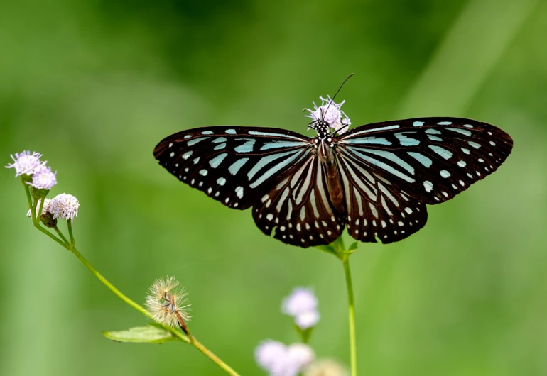 a beautiful black and blue erfly on white flowers