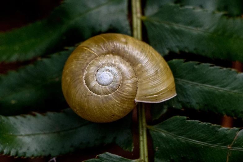 the closeup of an edible snail on green leaves
