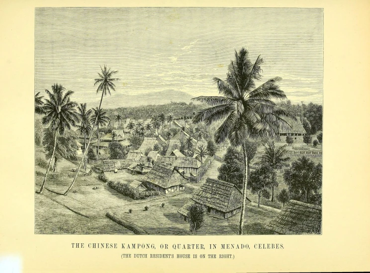 an old picture shows trees in a tropical land