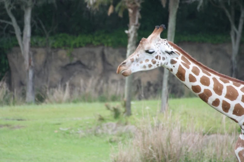 a giraffes looks at soing while its po is taken