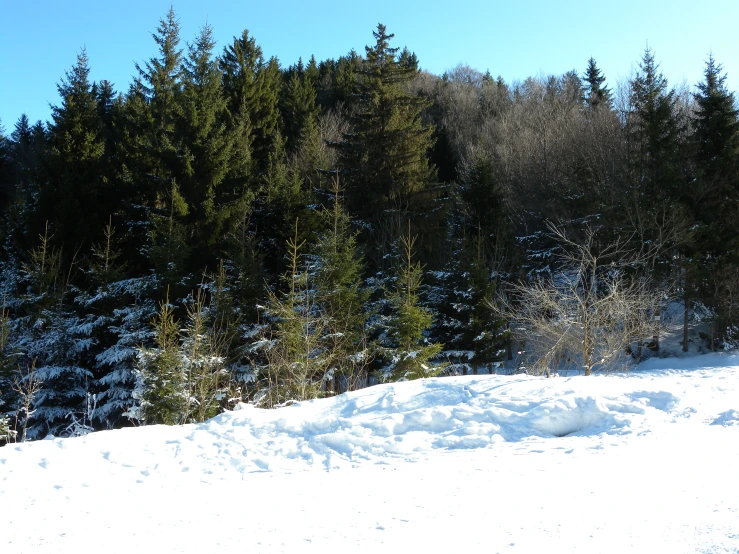 a person with skis is going through the snowy forest