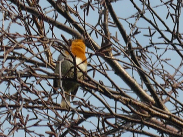 this is a bird perched on top of a tree