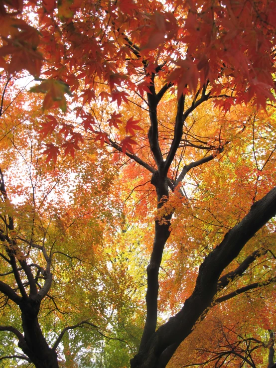 the leaves on the trees are changing color