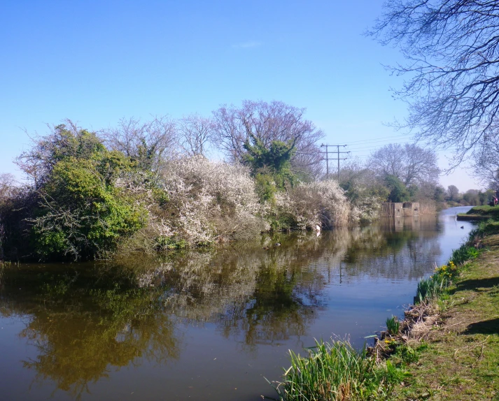 a river next to some trees and bushes