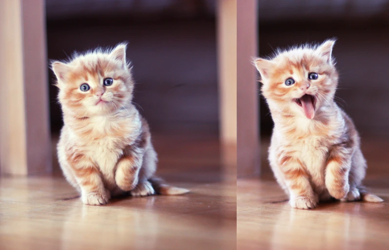 two pictures showing a little kitten with its tongue out