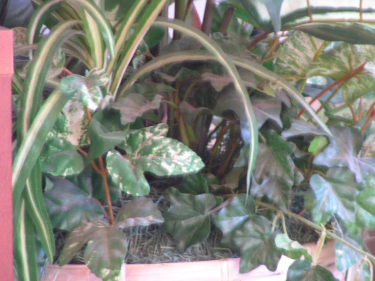 the green plants are growing in the brown pot