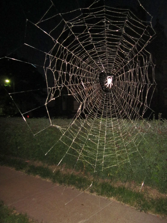 a ed web has been displayed on the ground