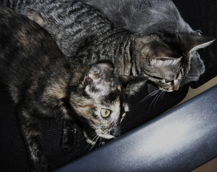 two cats laying next to each other on top of a chair