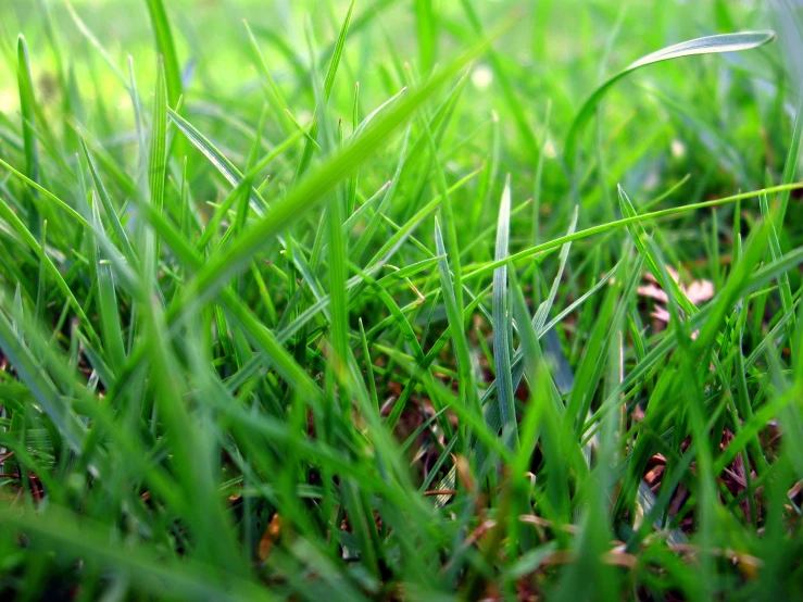 some green grass with little brown leaves on it