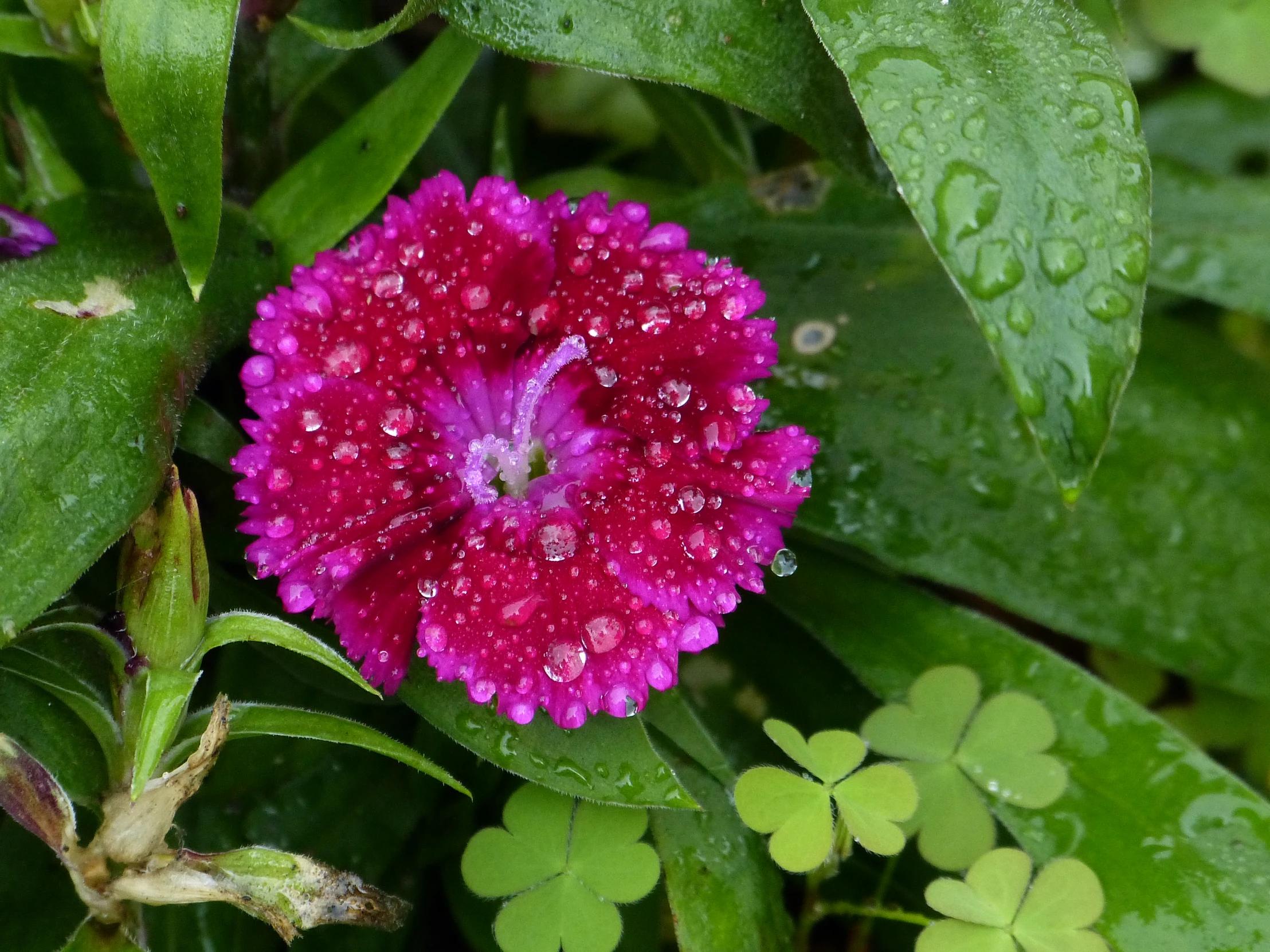 a close up of the inside of a pink flower