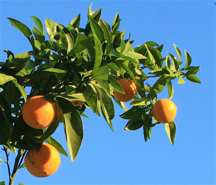 oranges grow on the top of the tree against a blue sky