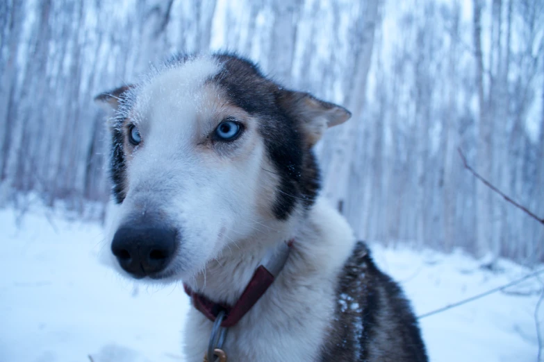 a white and black dog is in the snow