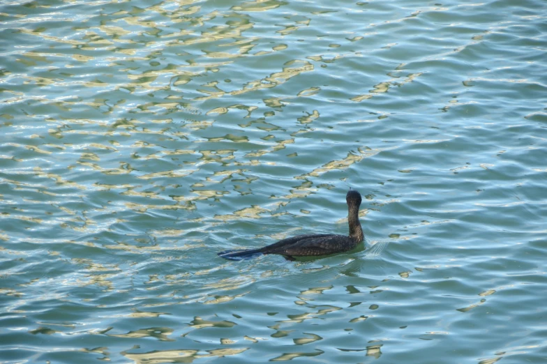 a duck swimming in the middle of some water