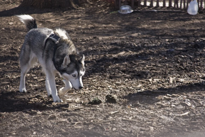 a husky dog is running along a dirt road