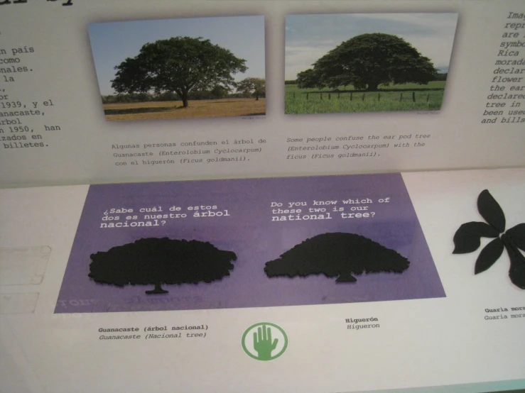 an exhibit of trees in a grassy area with information on the diagram