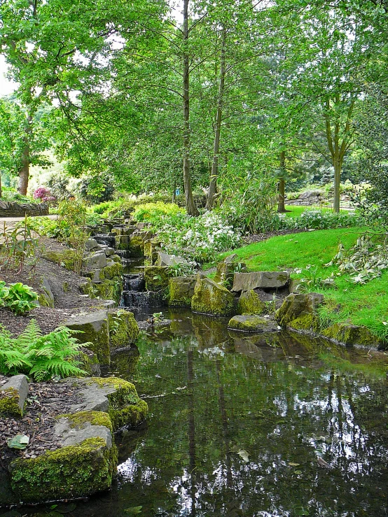 a little pond surrounded by lots of green plants