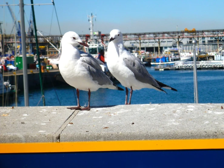 two seagulls on top of the roof looking in opposite directions