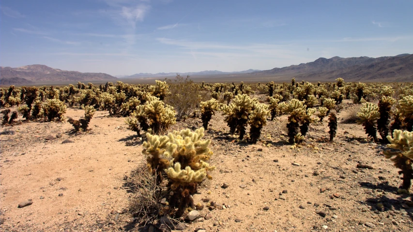 a large field with many cactus trees in it