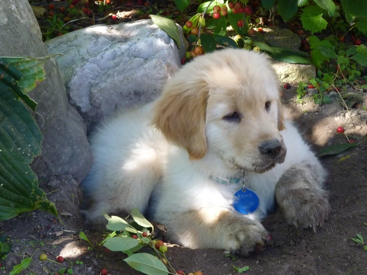 a white puppy with a blue tag lays on dirt in the shade