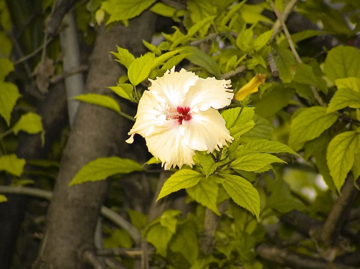 a yellow and white flower in a tree