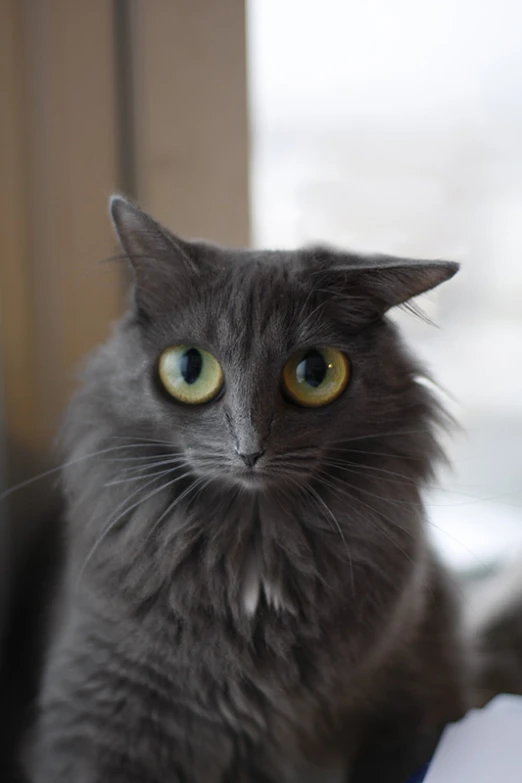 a gray cat sitting on top of a table