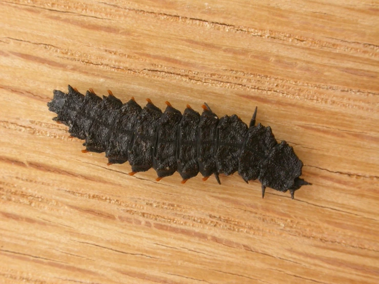 a black bug crawling on a piece of wood