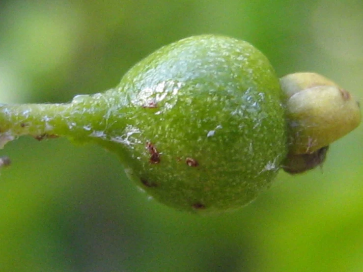 a green apple that is budding and being budded off