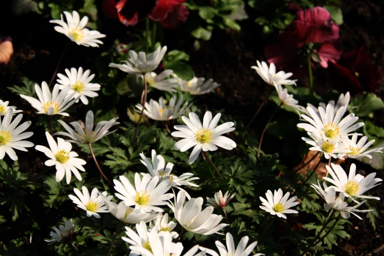 many white flowers with red flowers in the background