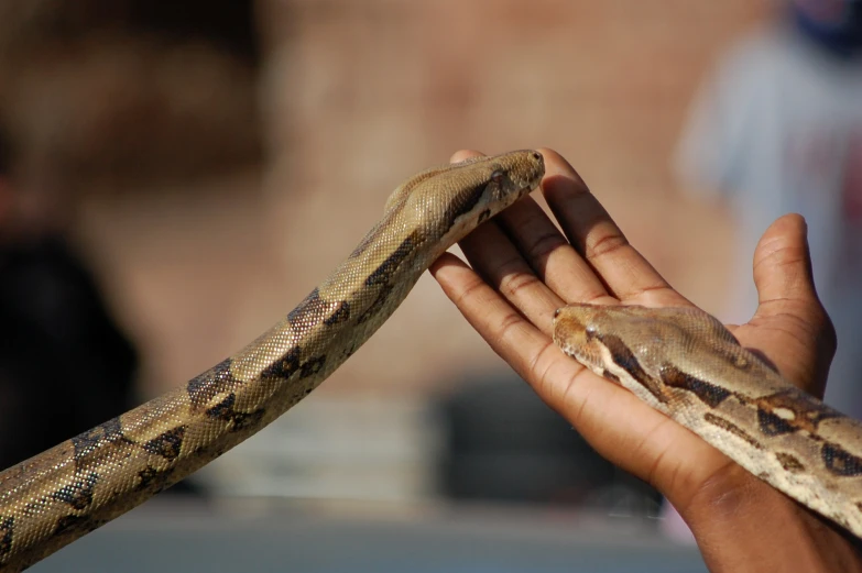 a person holds a snake on their palm