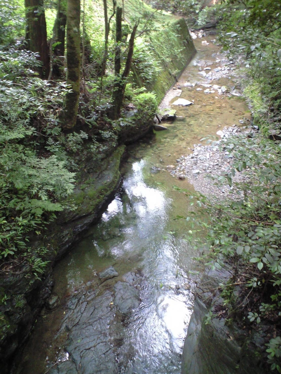 a river flowing through a lush green forest