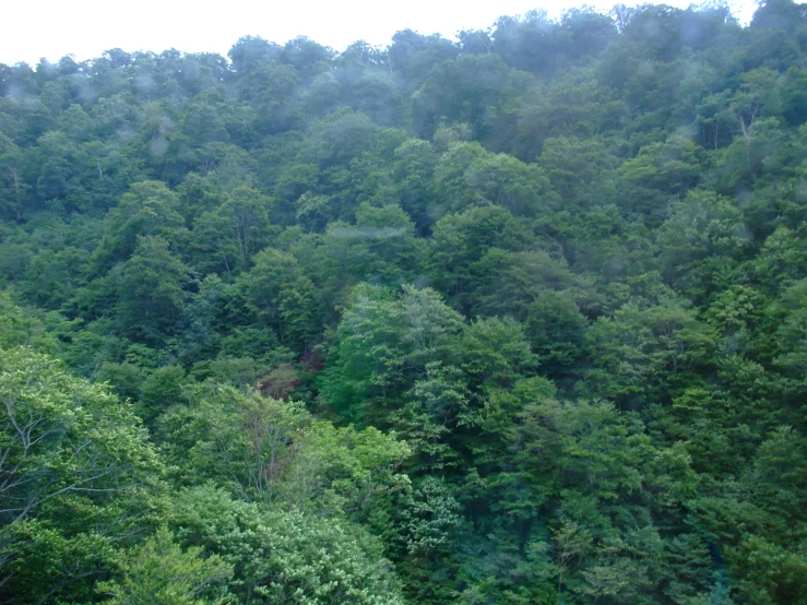 the green forest is full of lush trees