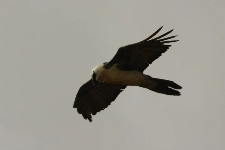 a large bird flying through the air on a cloudy day