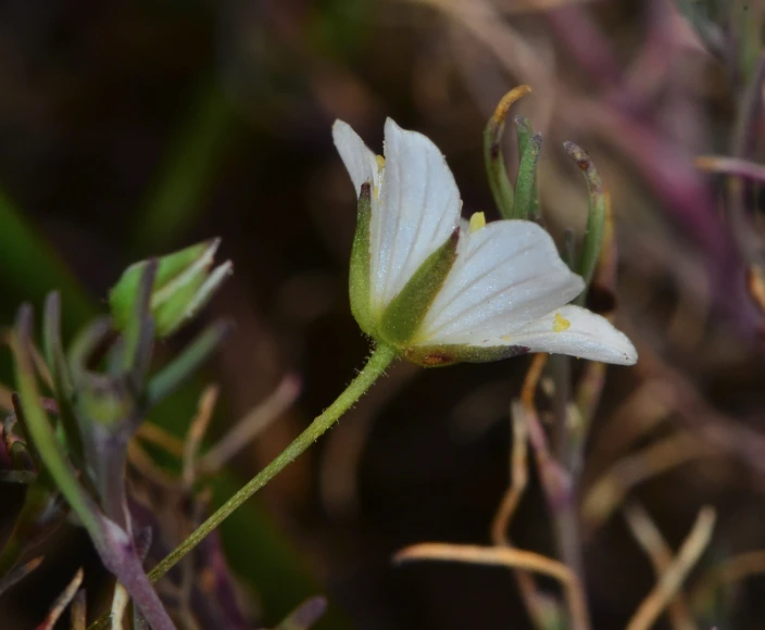 a single flower bud with buds and green leaves