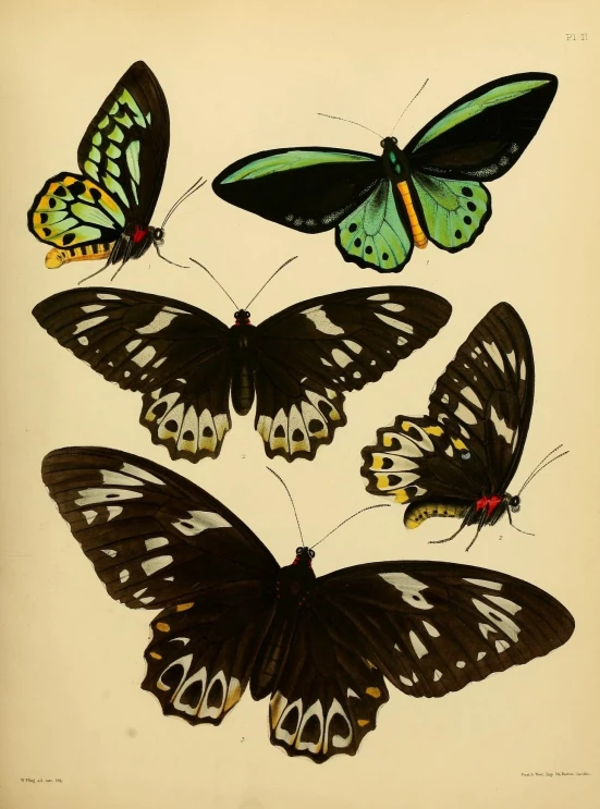 the erflies are on display, and are different colores