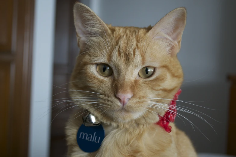 an orange cat with a blue tag in it's collar
