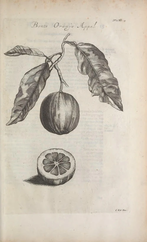 fruit engraved on a page from a book