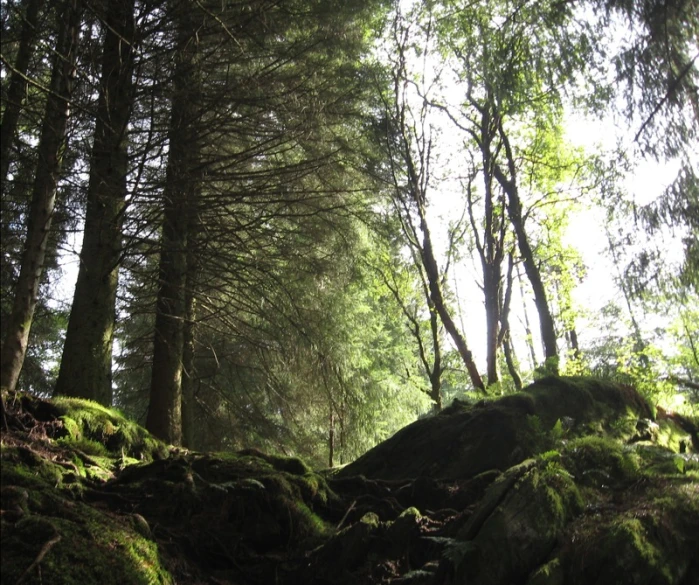 some green mossy rocks and trees in the woods