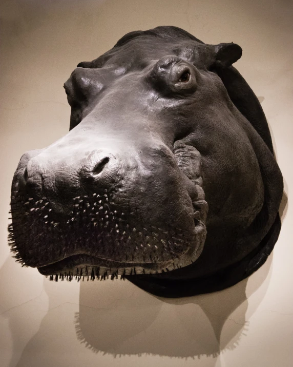 the head and beak of an african black hippocer