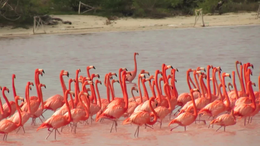 a group of flamingos walking around in the water
