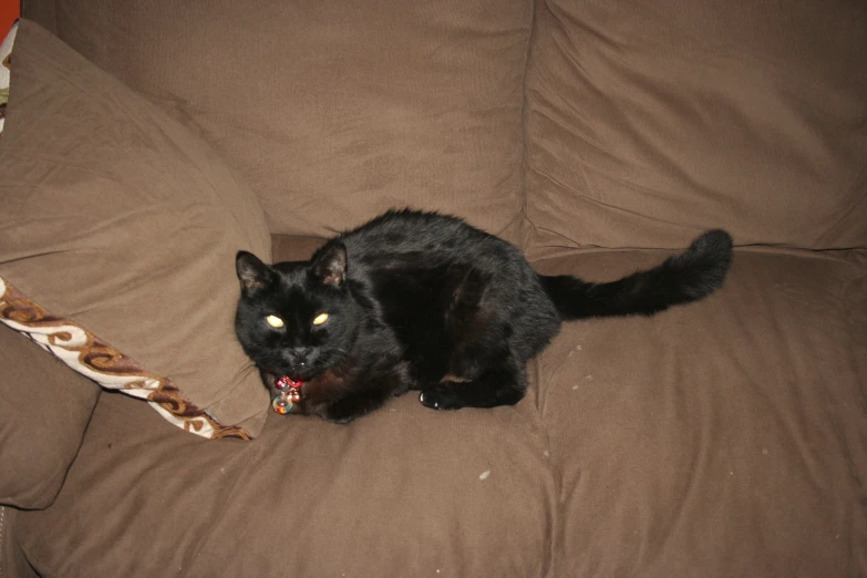 black cat lying on couch covered in brown blanket