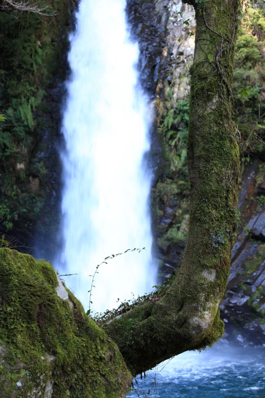 a closeup view of an waterfall through the tree nches