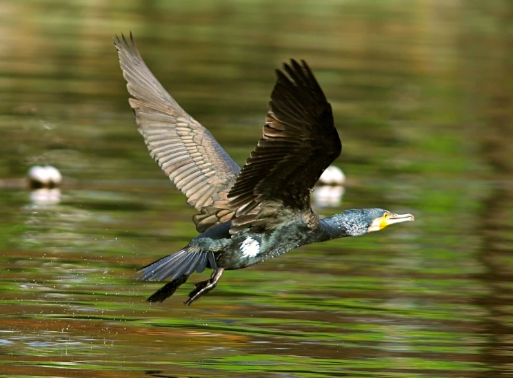 a bird is flying high above the water