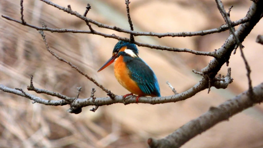 a colorful bird with large beak sitting on the nch