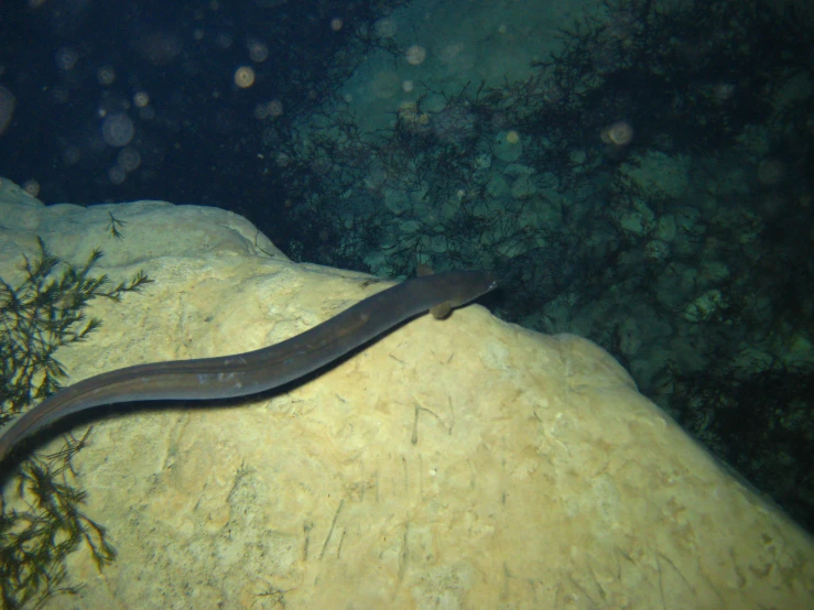 a sea snake resting on a rock