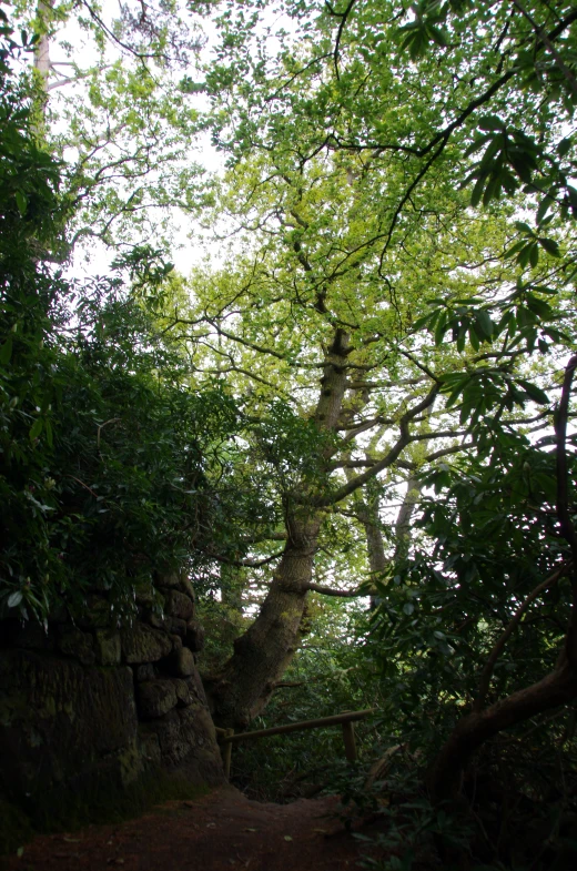 a path through some green trees to the top of a hill